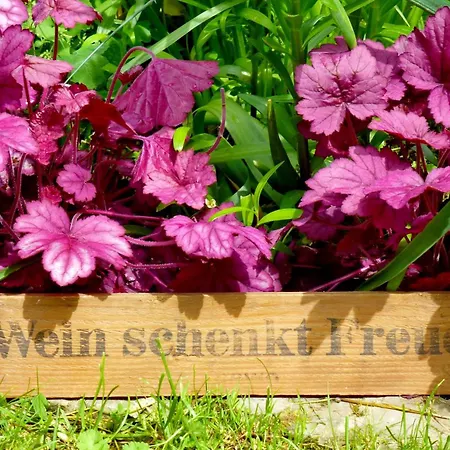 Winzerlodge, Chardonnay Daire