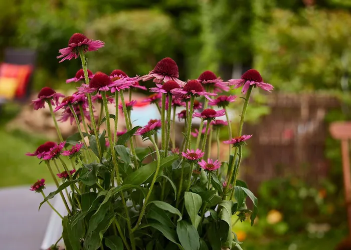 Winzerlodge, Chardonnay Апартаменты Глайсцеллен-Глайсхорбах